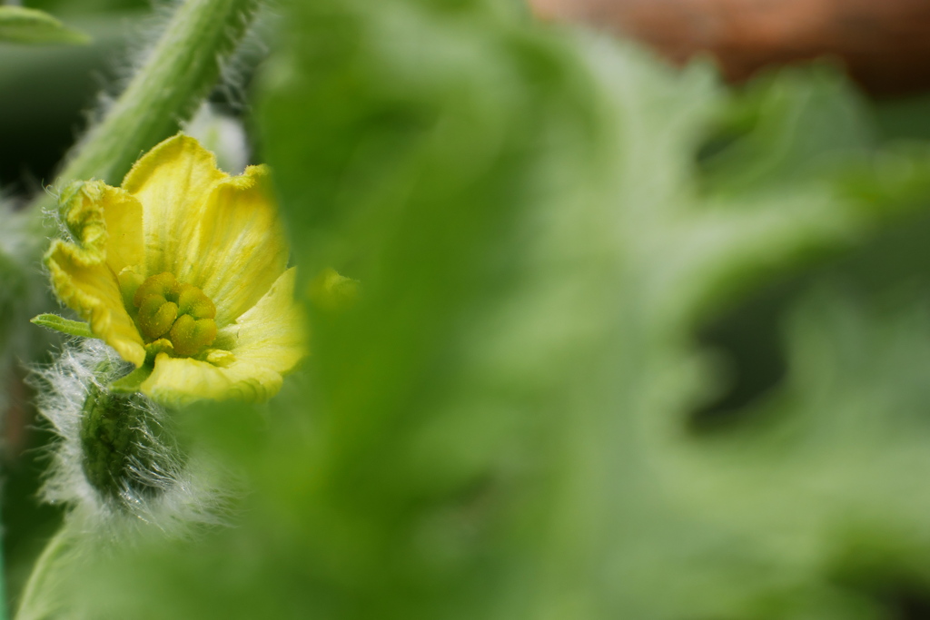 受粉後のスイカの雌花