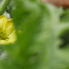 受粉後のスイカの雌花