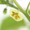 ホオズキの花咲く季節