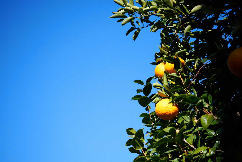 甘夏と蒼い空