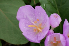 イヌサフラン雨に濡れる