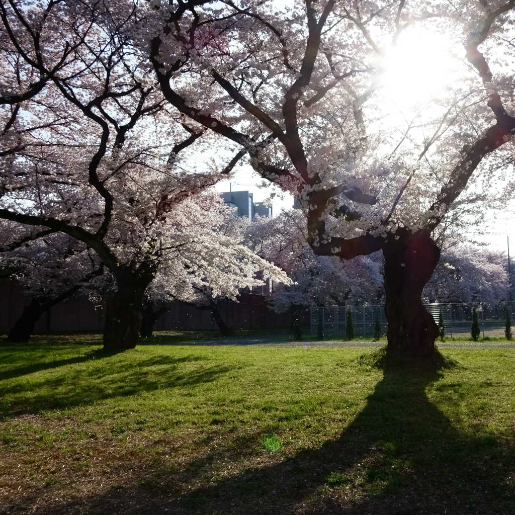 午後の光とソメイヨシノ