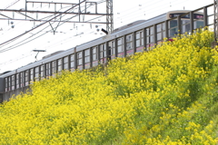 京王線の菜の花ポイント