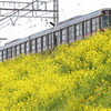 京王線の菜の花ポイント