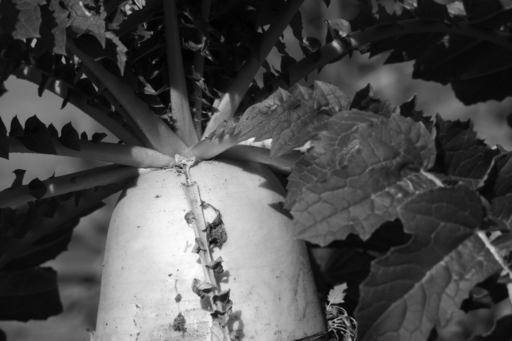Japanese radish