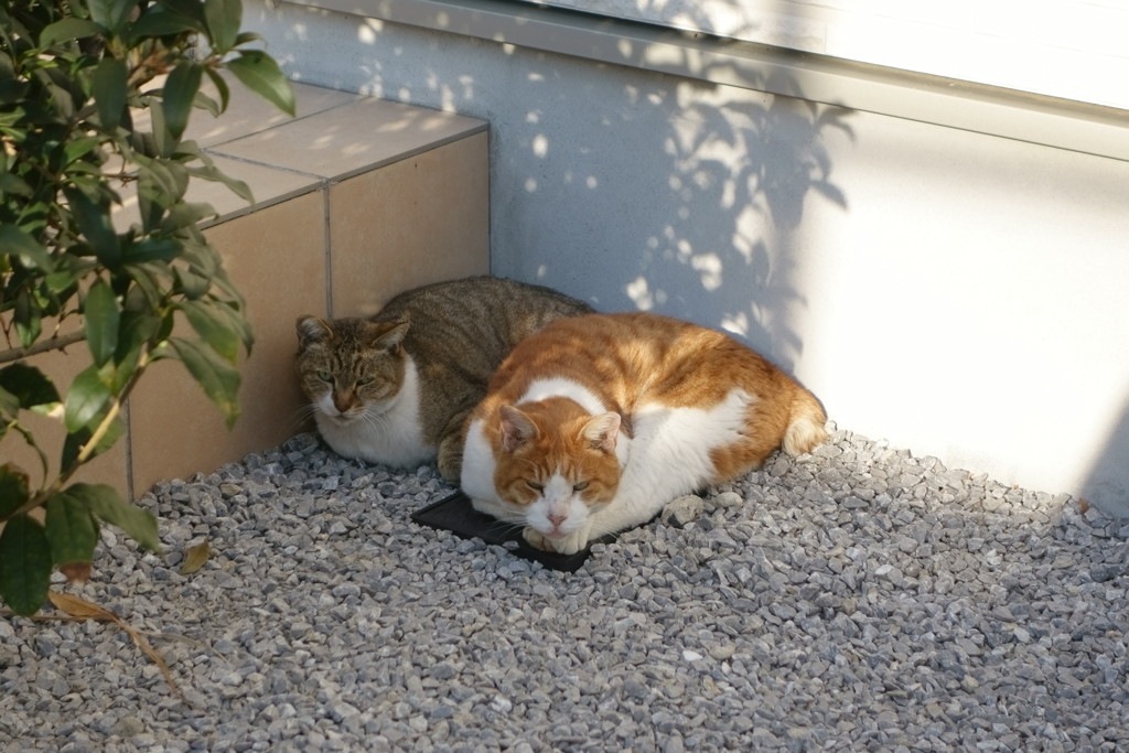 なかよし、キジトラ白と茶トラ白♪