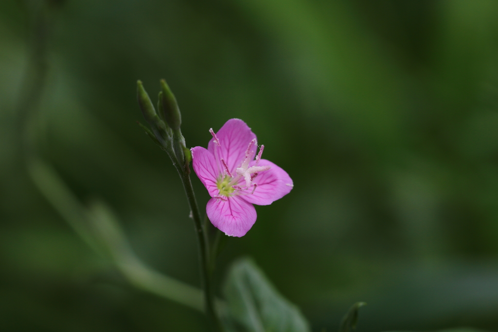 赤花夕化粧咲く季節