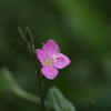 赤花夕化粧咲く季節