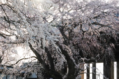 枝垂桜と午後の山門