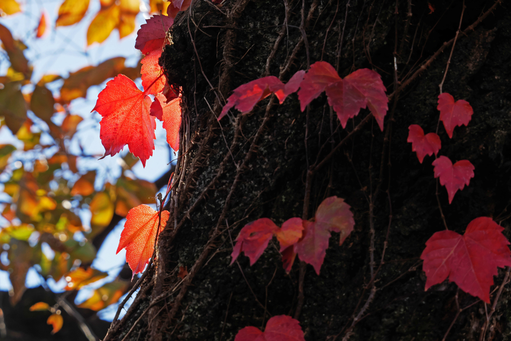 桜の肌に秋のivy