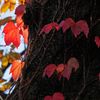 桜の肌に秋のivy