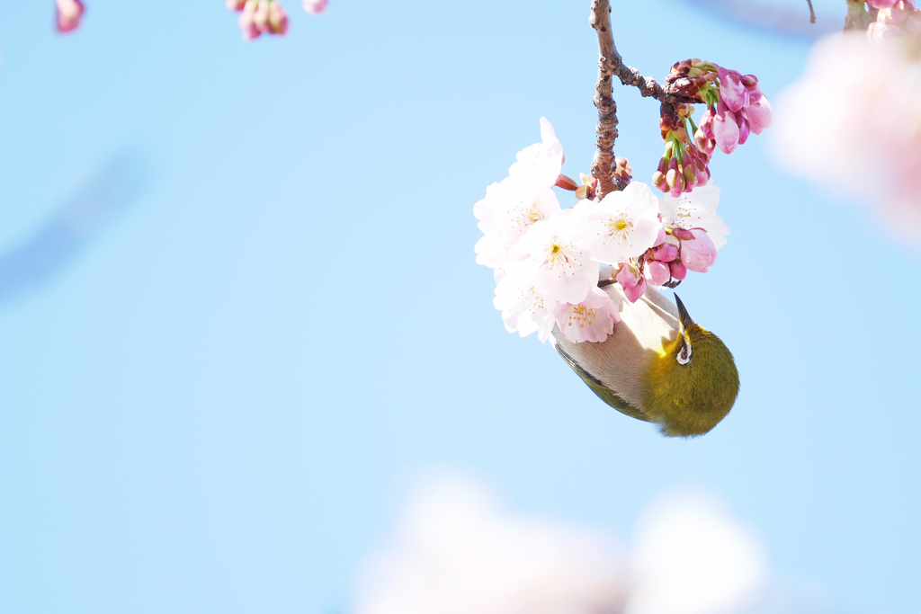 咲く前の花も吸ってみる？