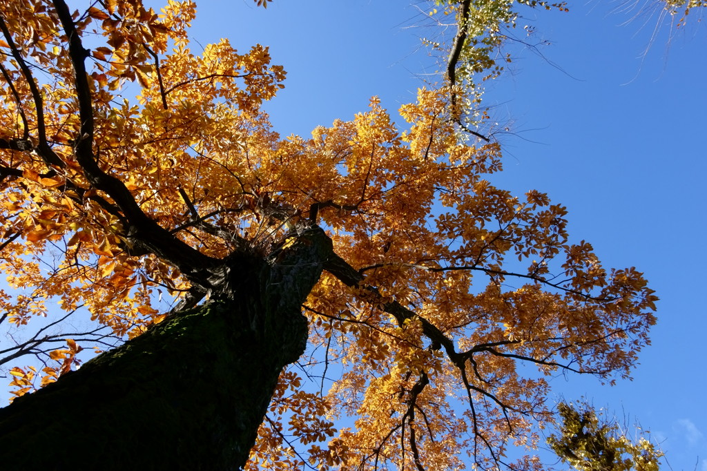 見上げる黄葉