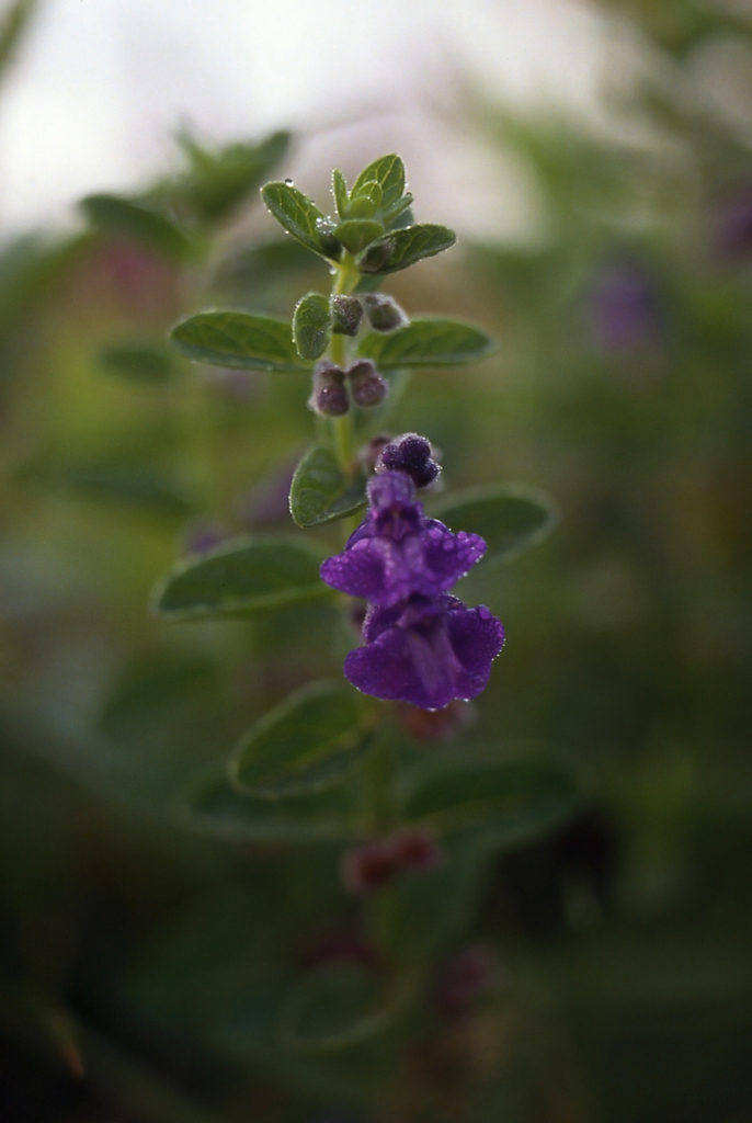 抜海の朝　紫の小さな花