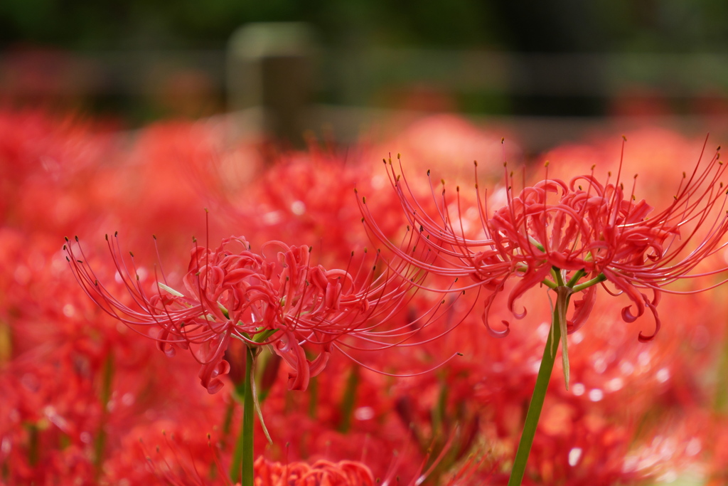 曼殊沙華の「あか」