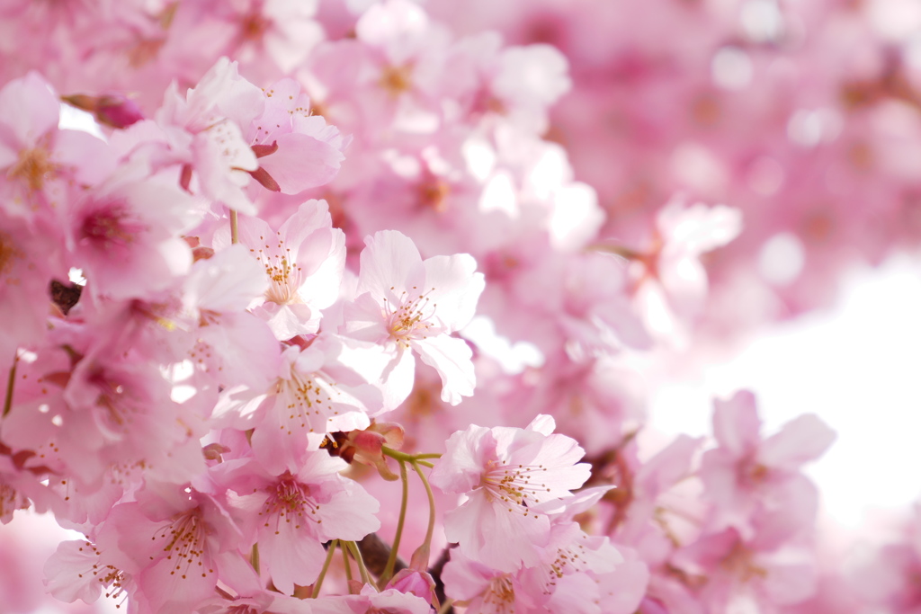 光と河津桜