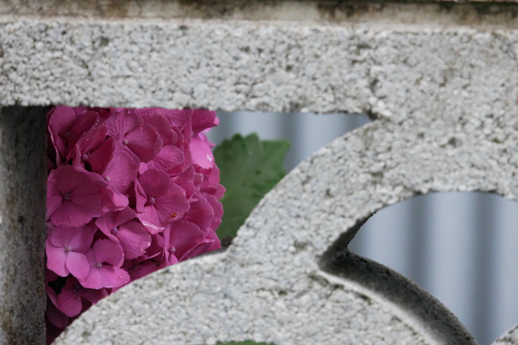 覗く紫陽花