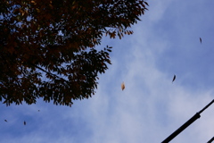ケヤキの葉舞う秋の情景
