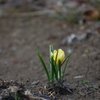 クロッカスも顔を出す