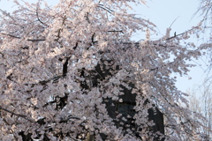 枝垂桜始まりました