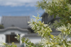 トキワマンサクの咲く風景
