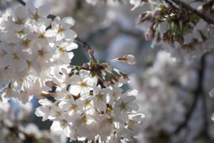 朝の光を受けてソメイヨシノの花