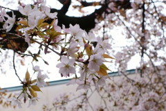 小学校の桜、2017年4月7日