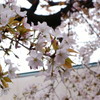 小学校の桜、2017年4月7日