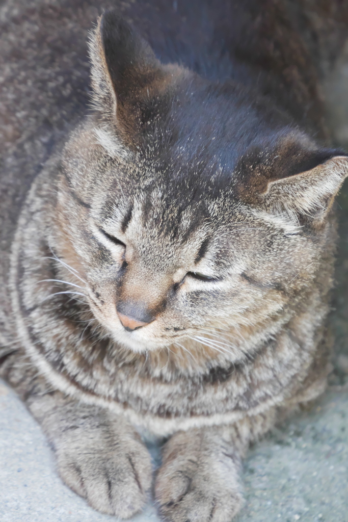 幸せな顔