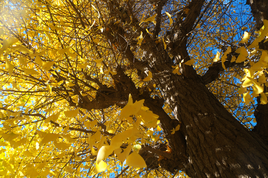 黄葉も終盤の季節