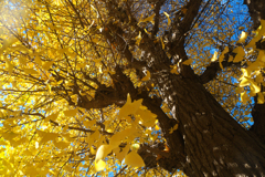 黄葉も終盤の季節