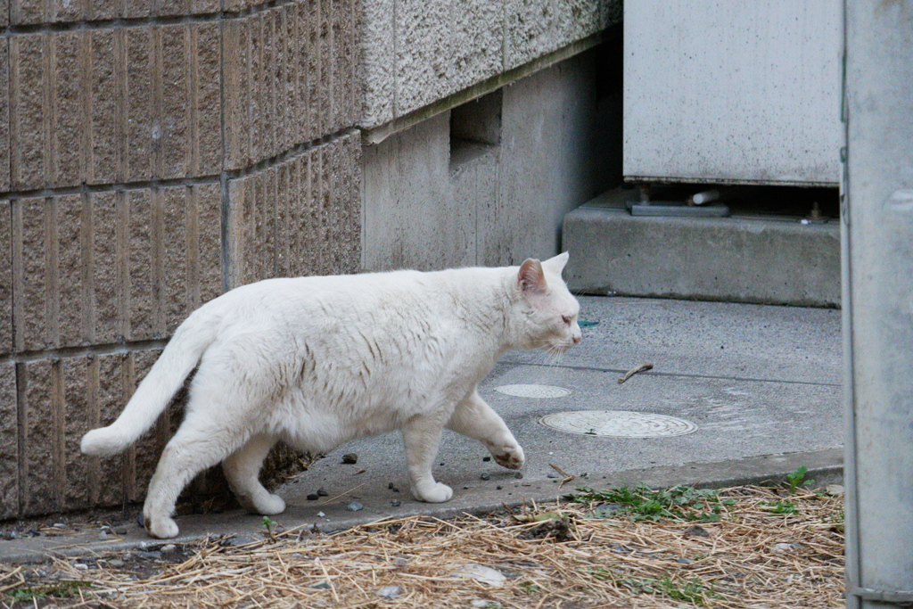 区民センターのそばで出会ったシロちゃん