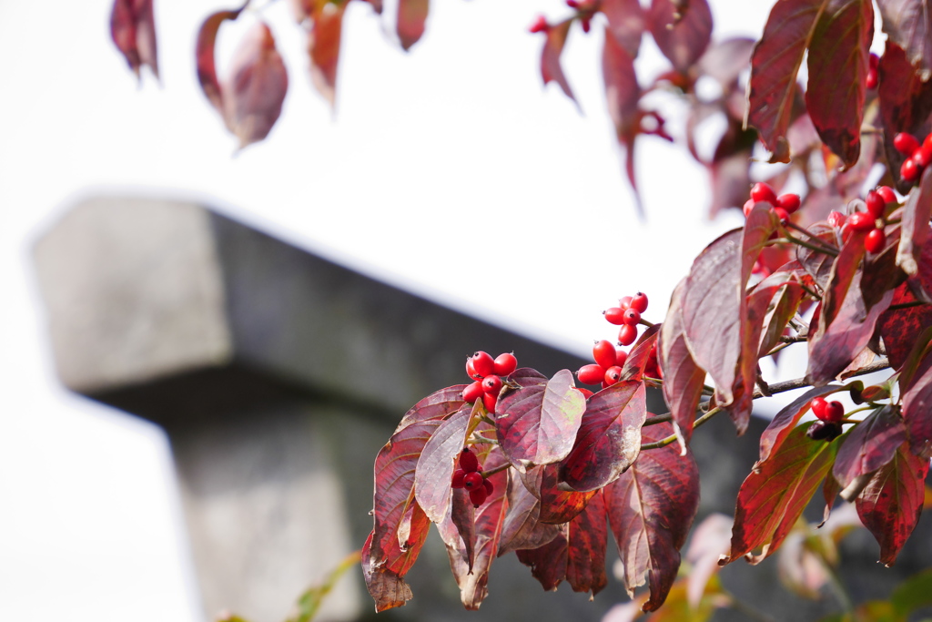 鳥居と紅いハナミズキ