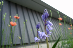 春、歩道脇の花壇