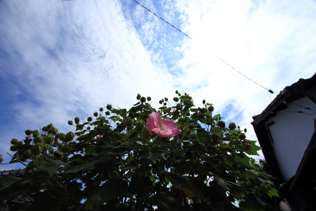 ムクゲの上に広がる夏空