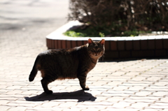 逆光の中で微妙な距離を保つノラちゃん