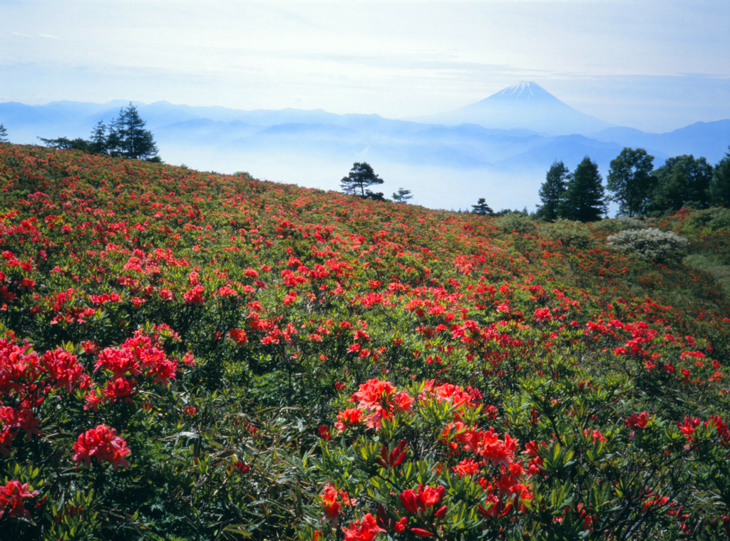 6月の甘利山