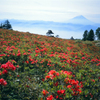 6月の甘利山