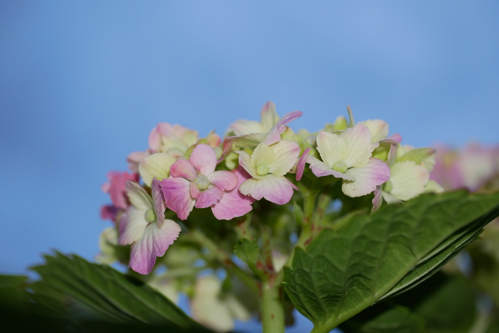 補助光で撮る紫陽花