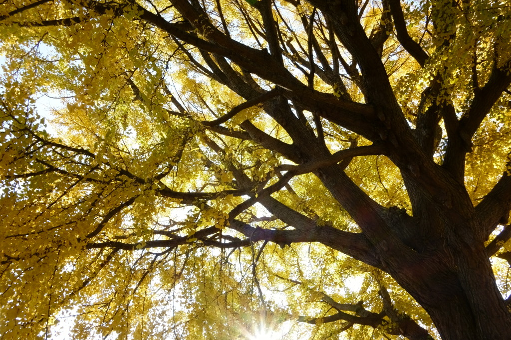 大樹と太陽