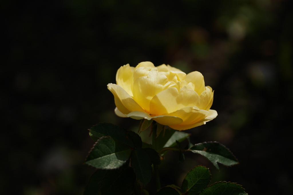 初冬の薔薇