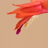花芯・シャコバサボテン