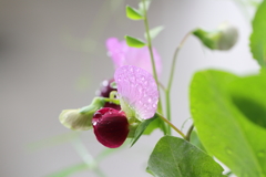 今日は雨