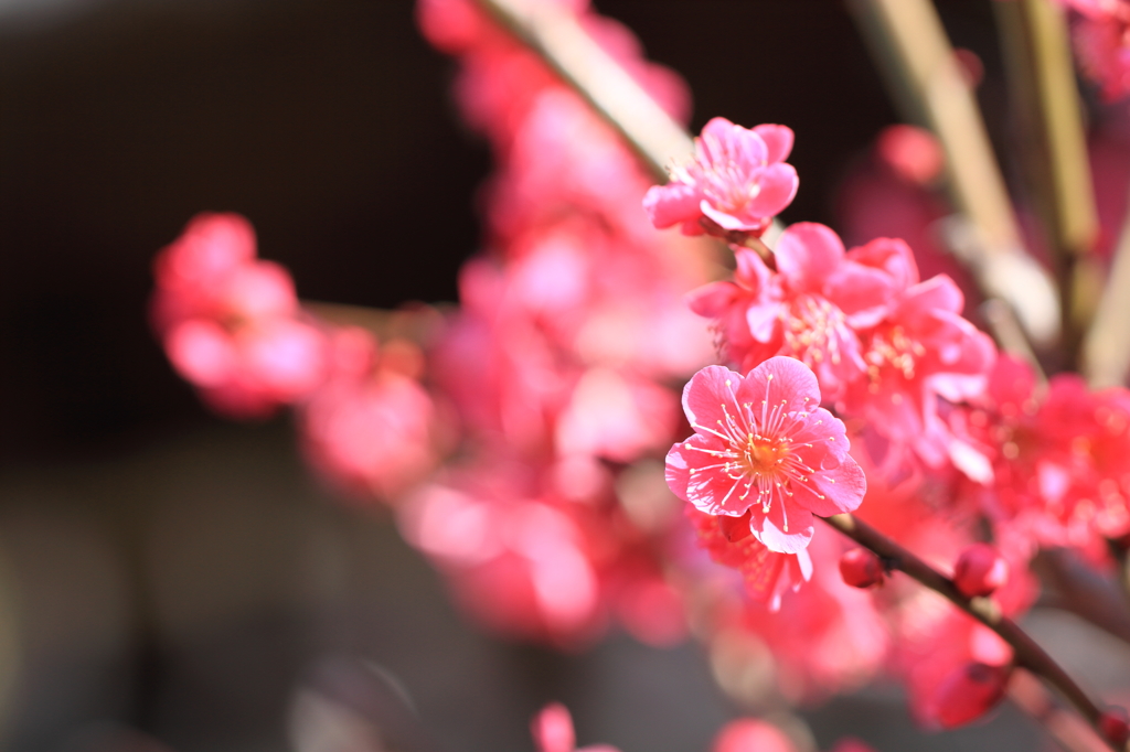 紅梅も眩しい時間