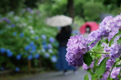 雨の紫陽花鑑賞