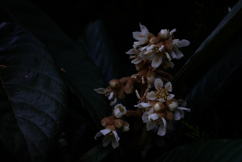 琵琶の花の季節