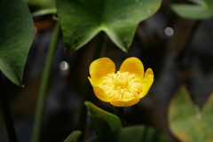 猛暑の日差しの下にコウホネの花