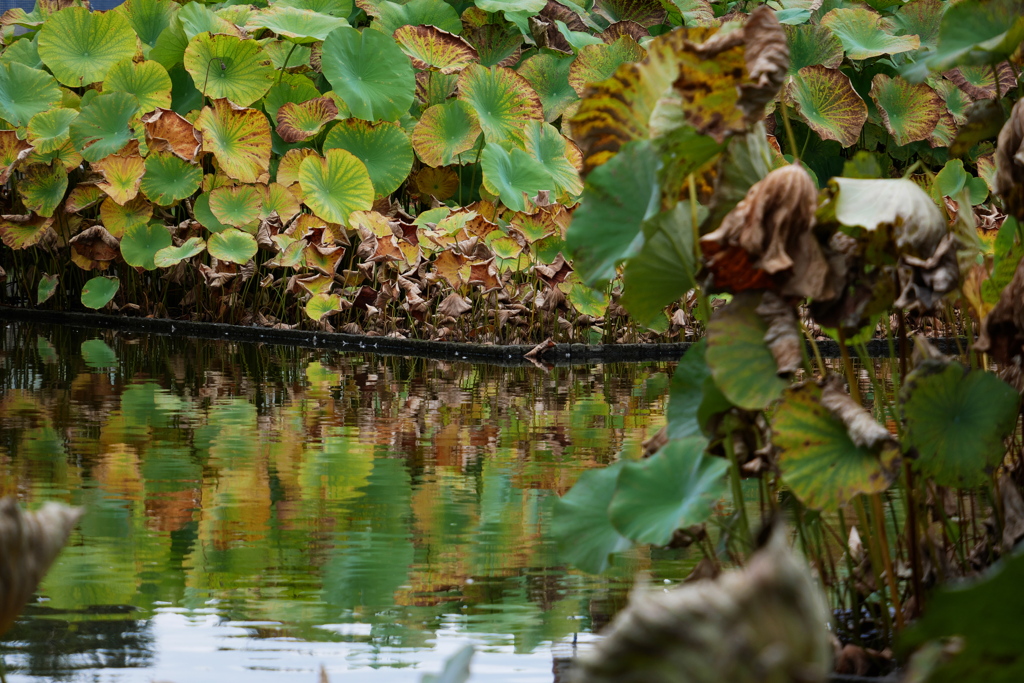 ハス池の秋
