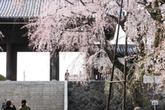 山門の下から見上げる枝垂桜