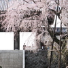 山門の下から見上げる枝垂桜